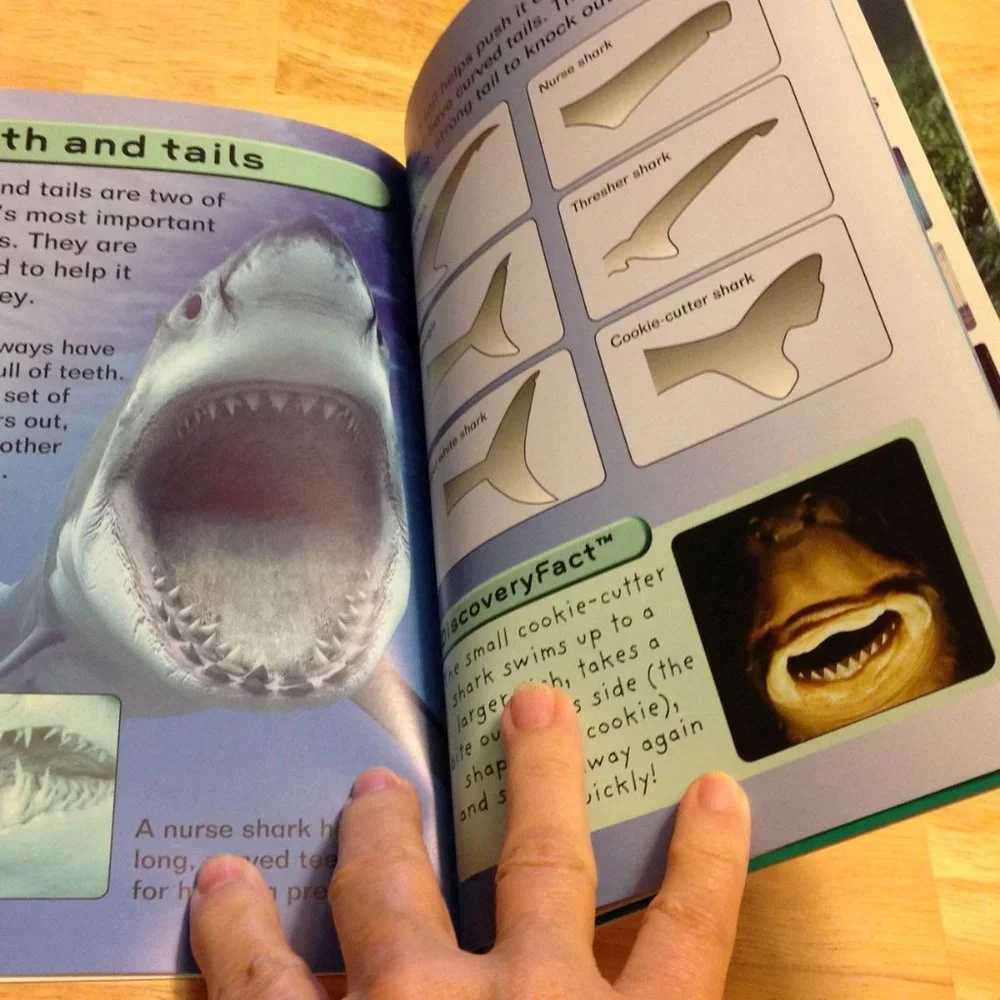 Discovery Kids Educational Booklets, Dinos, sharks, animals, adventures